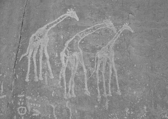 Pinturas rupestres de jirafas en Argelia