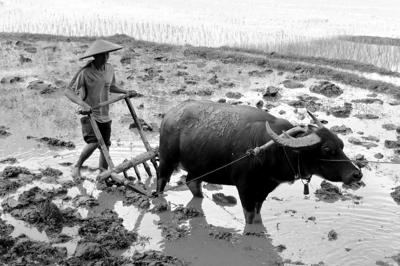 Hombre con un arado